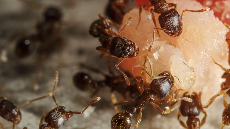 What Medicine is Used for Ant Control Services? Is it Bad for Humans? | NYC Newsly