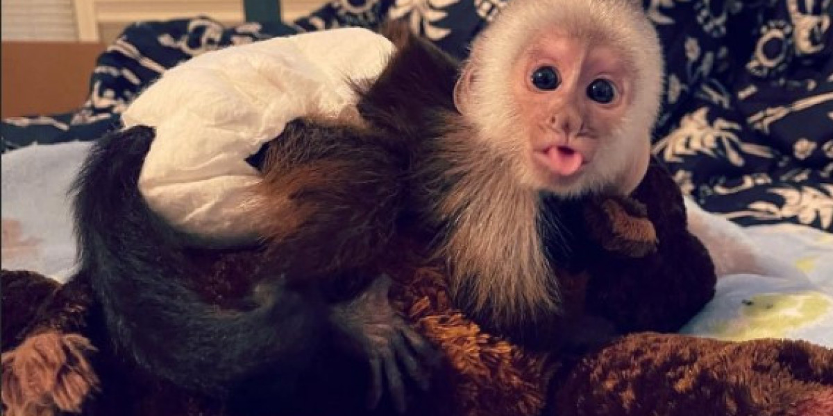Capuchin Monkeys for Sale – Friendly  Well-Trained