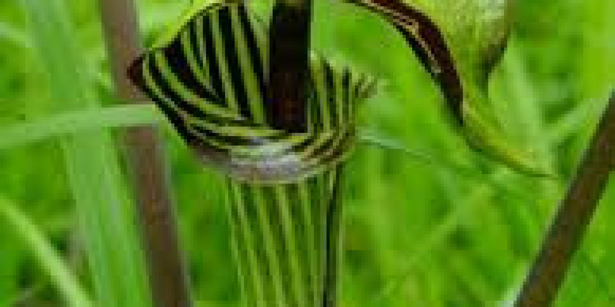 Jack in the Pulpit Plant: A Unique Native Beauty