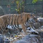 travellerakash profile picture